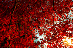 紅葉