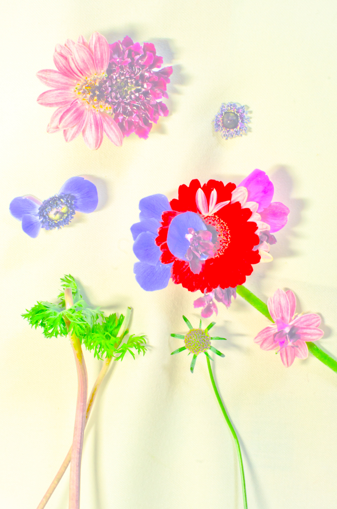 花たち1