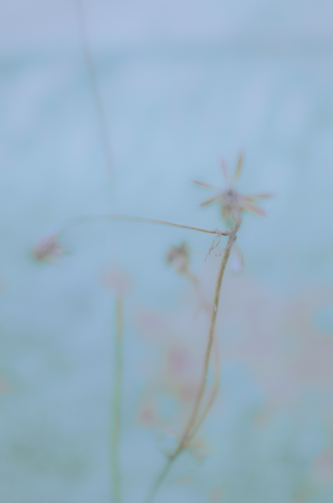 枯花