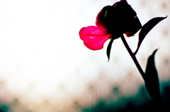 芍薬