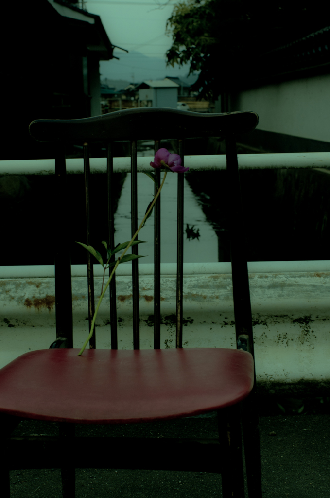 芍薬と椅子