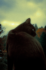 猫