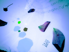 「鯉」　井伏鱒二