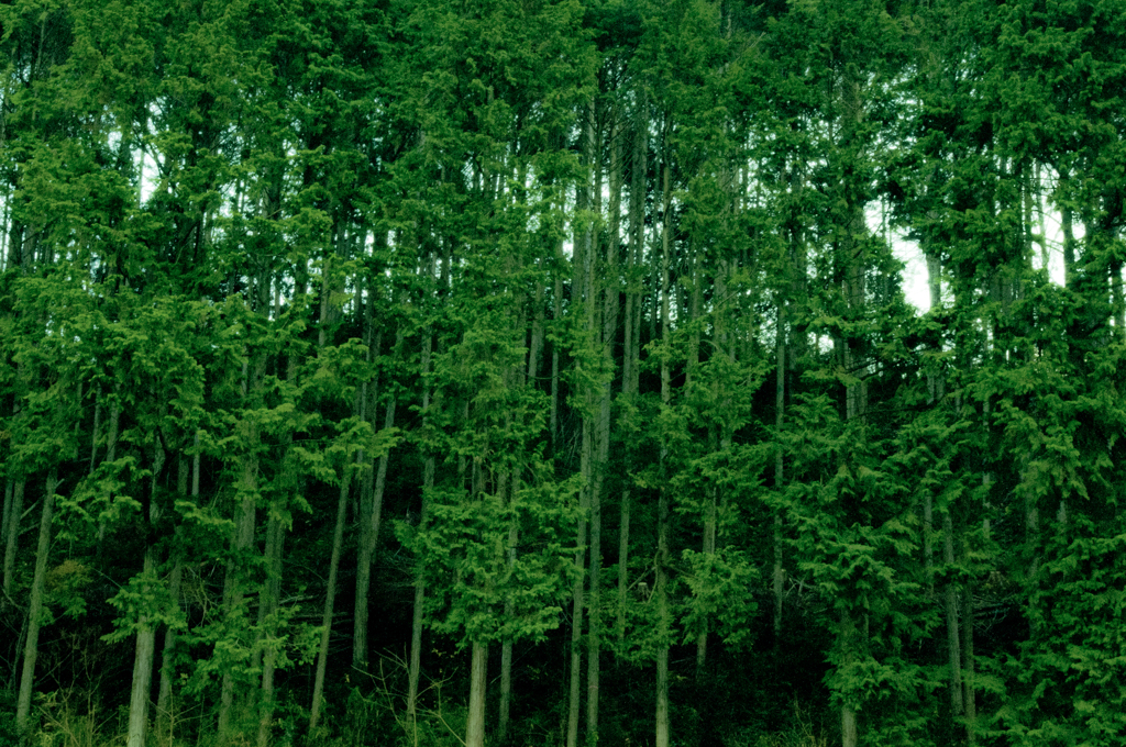 山