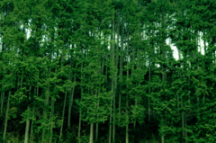 山