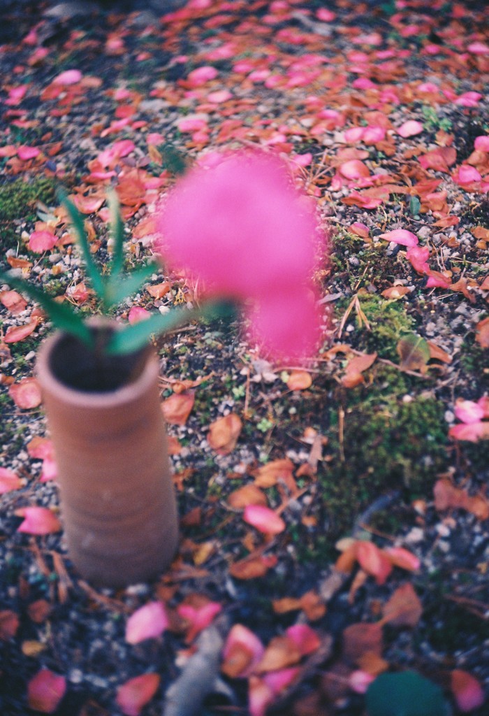 芍薬と備前焼と散花