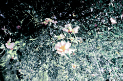 桃色の花