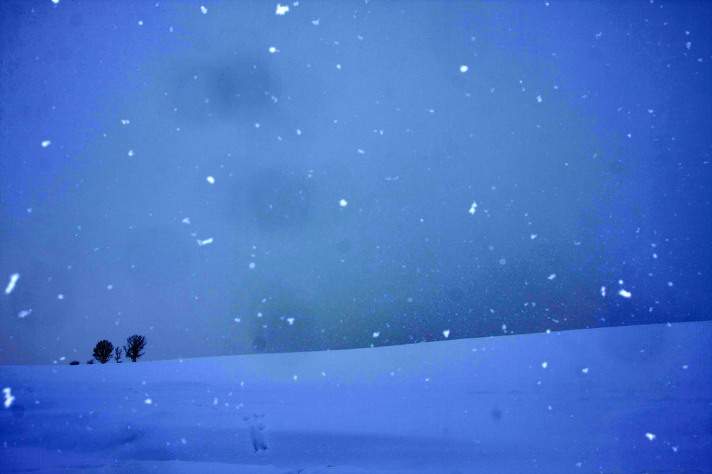 ぼたん雪