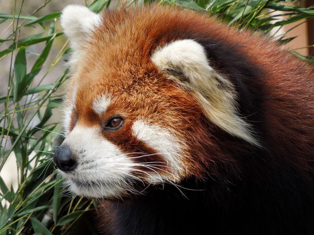 野毛山動物園のウミ君