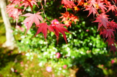 天龍寺008