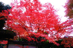 金福寺010