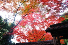 金福寺001