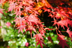 天龍寺010