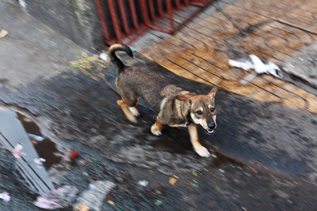 チョロンの犬