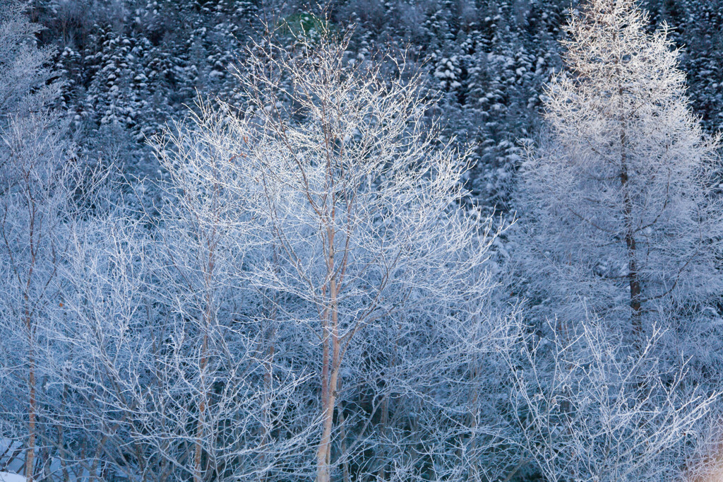 霜の木々