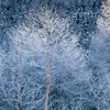 霜の木々