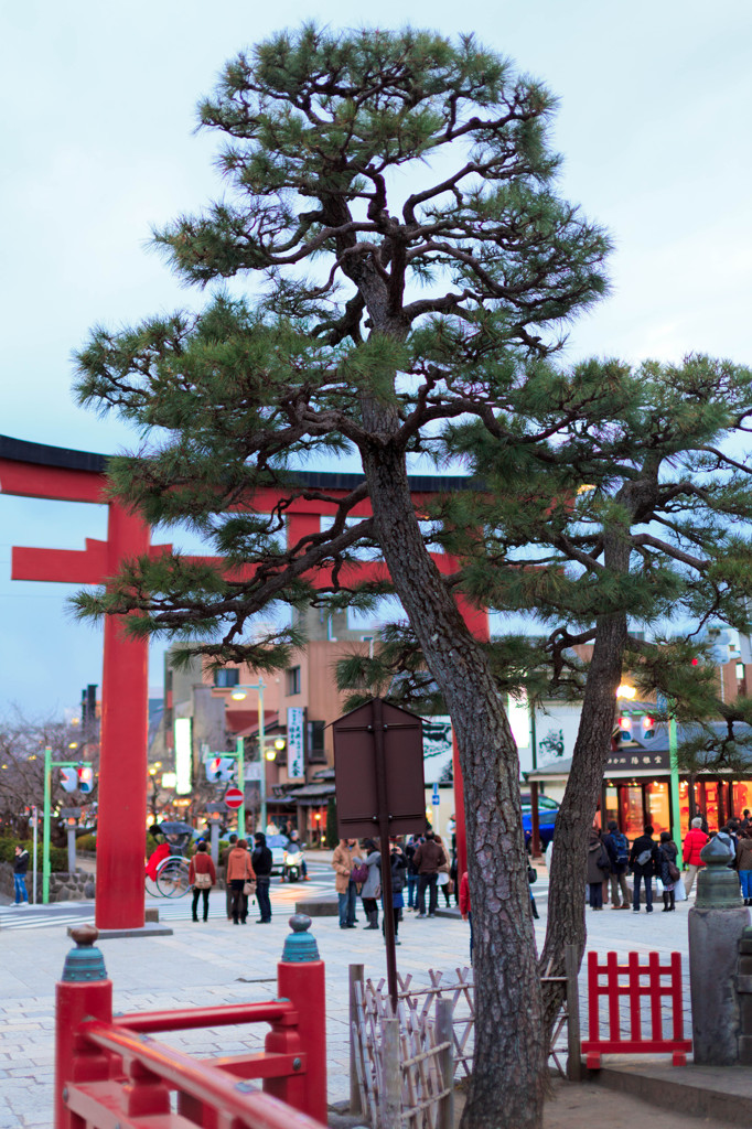 八幡様の松