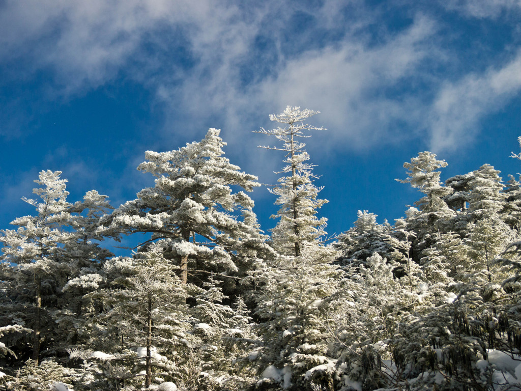 冬の朝の木々