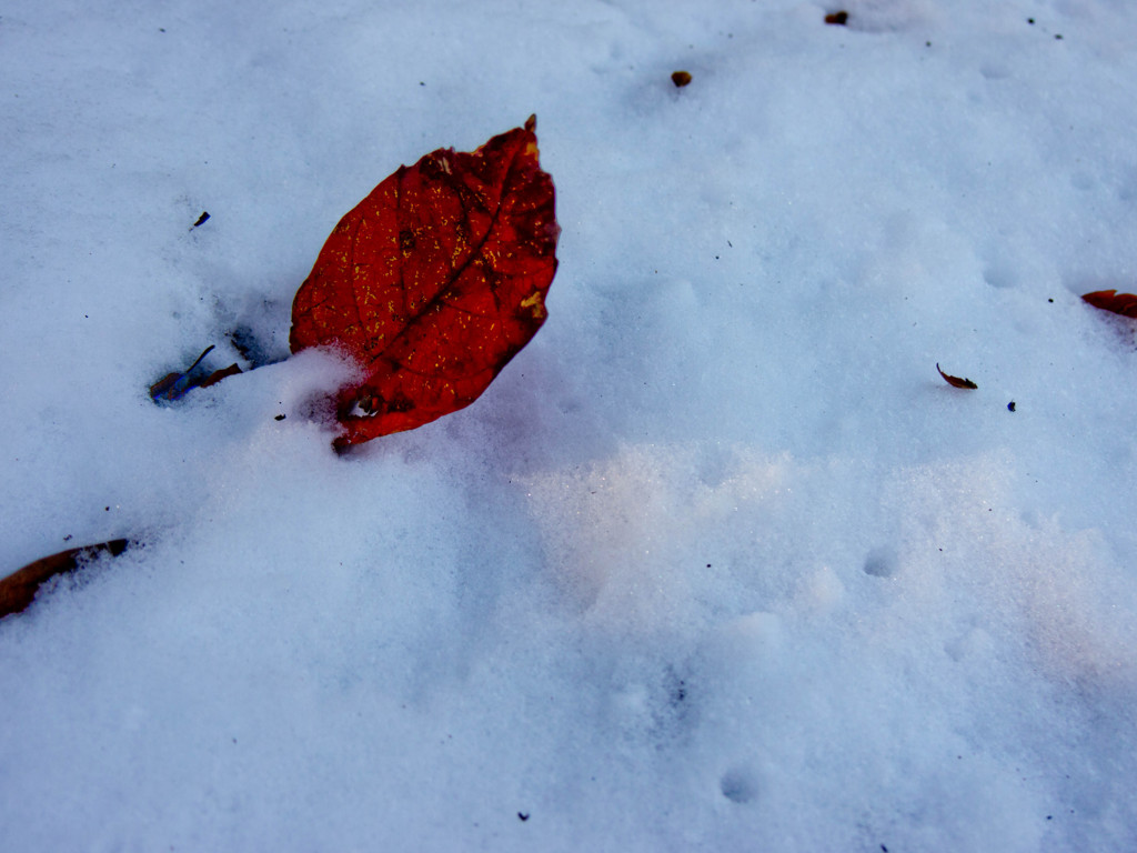 雪に降りた紅い葉