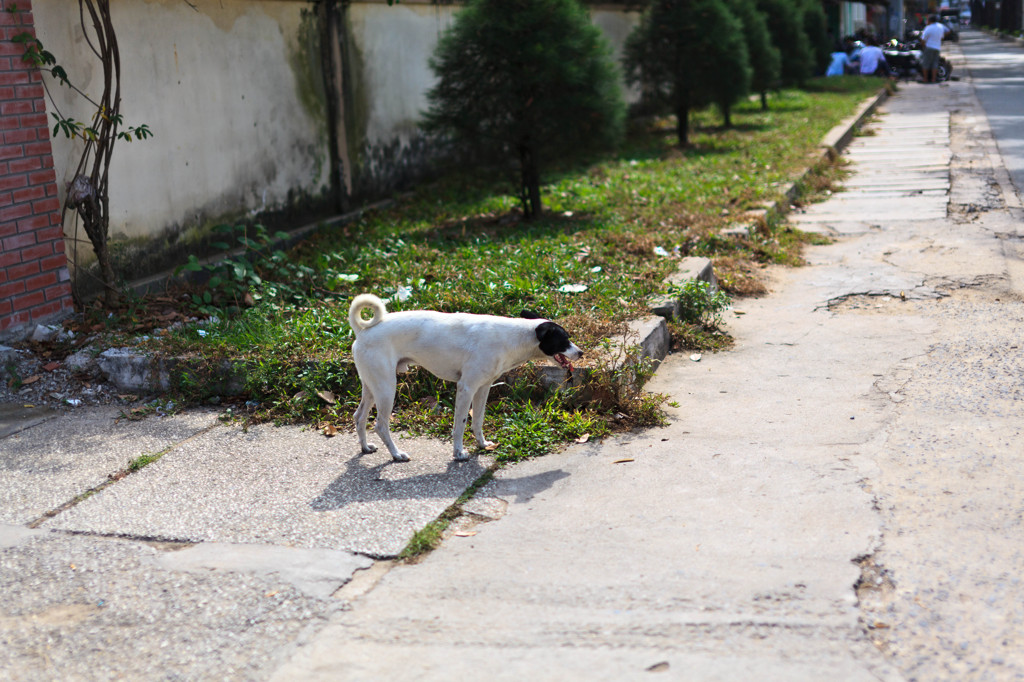 チャンフンダオ通りの犬