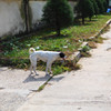チャンフンダオ通りの犬