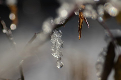 雪の花