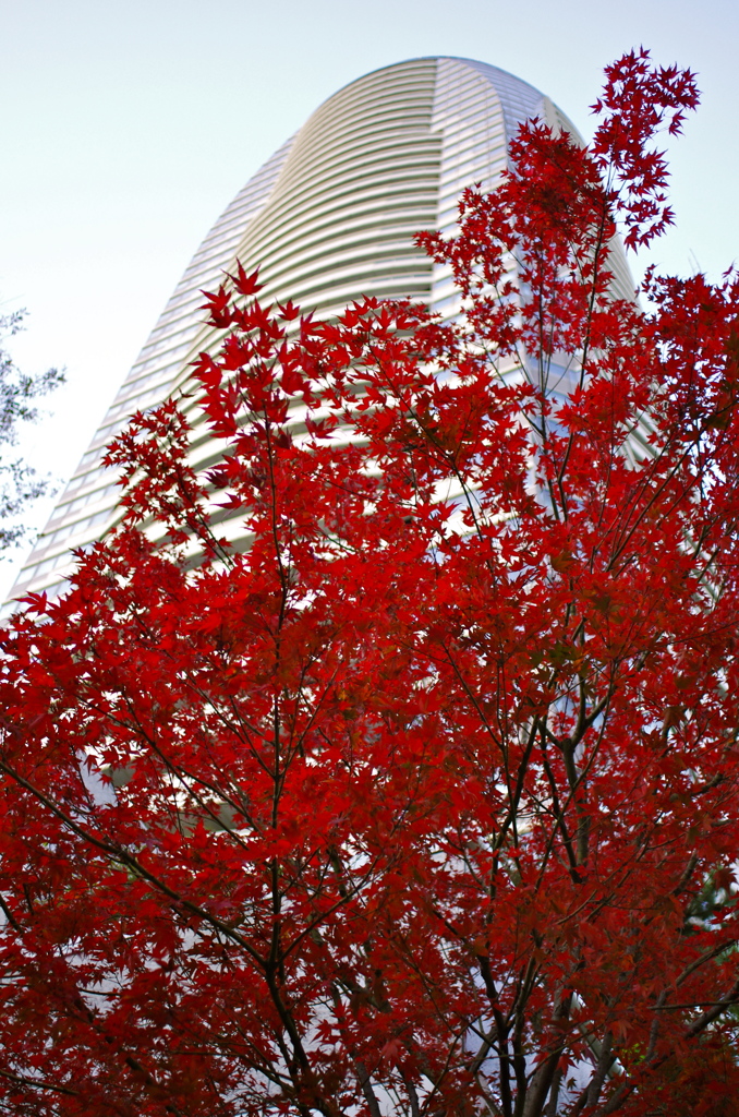 都心の紅
