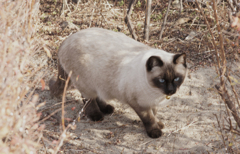 河原の猫