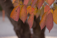 紅葉