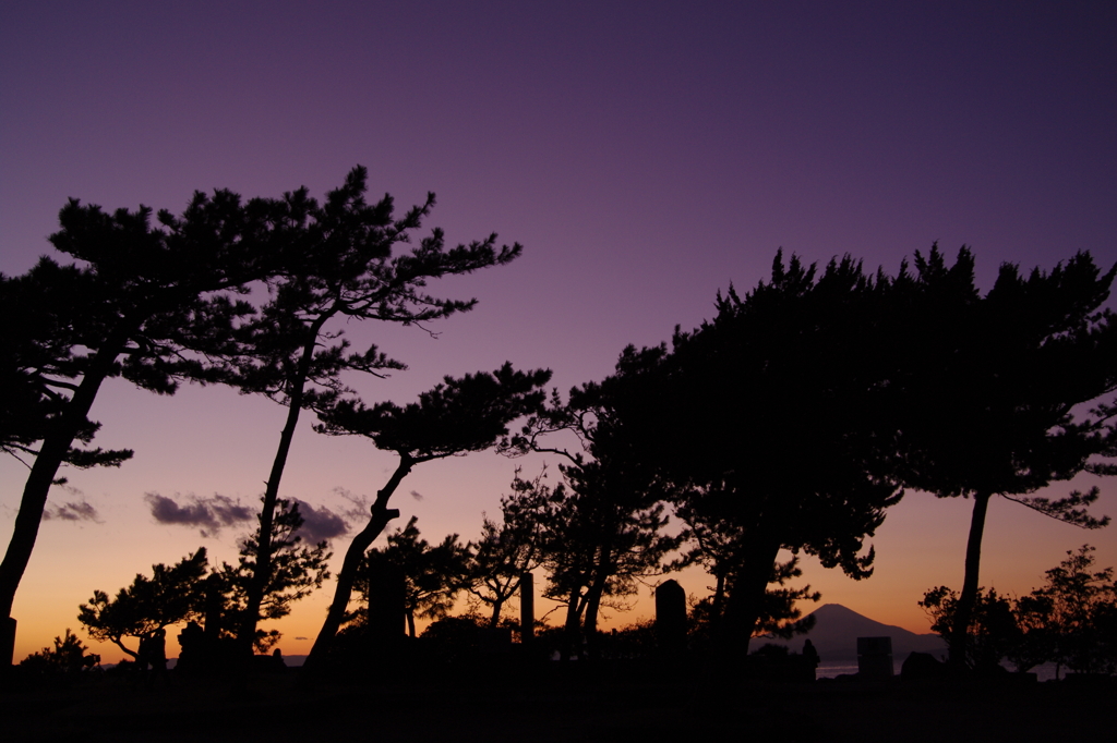 夕刻の松と富士