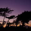 夕刻の松と富士