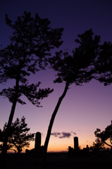 夕刻の松