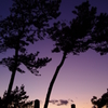 夕刻の松