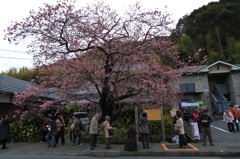 河津桜原木