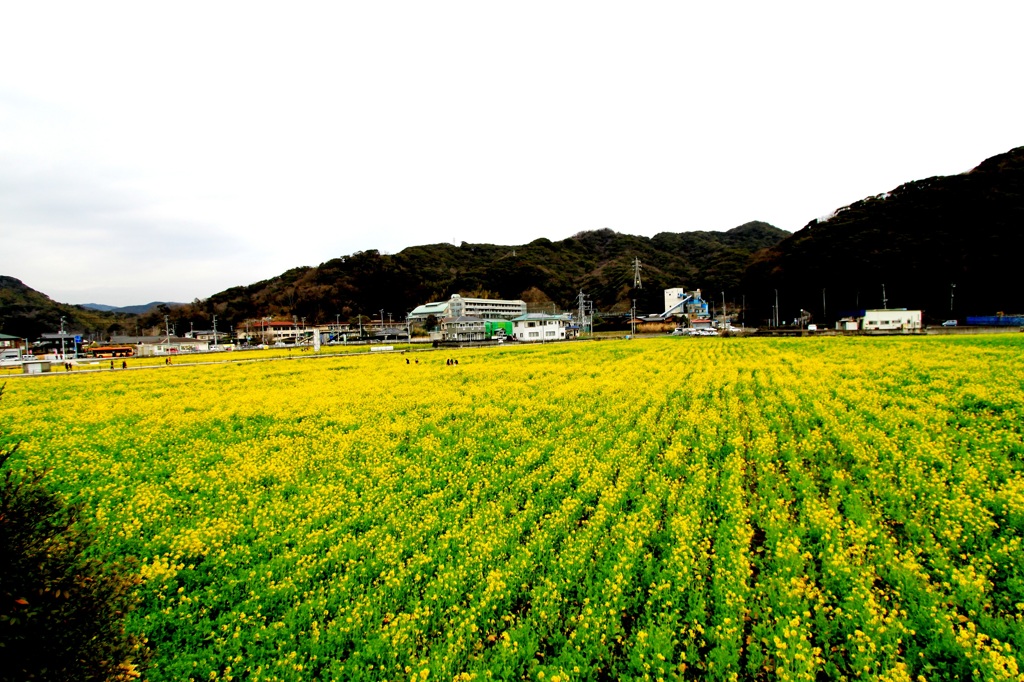 菜の花畑