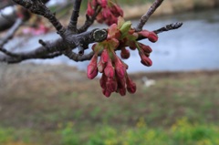 蕾