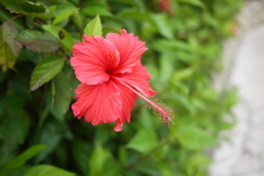沖縄