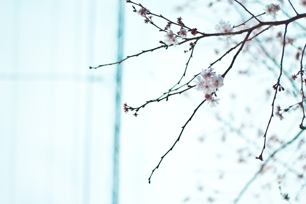 bloom