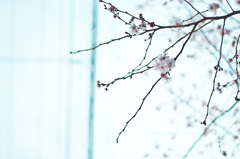 bloom