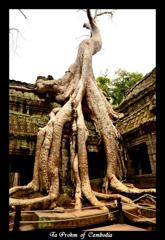 Ta Prohm  of  Cambodia 1