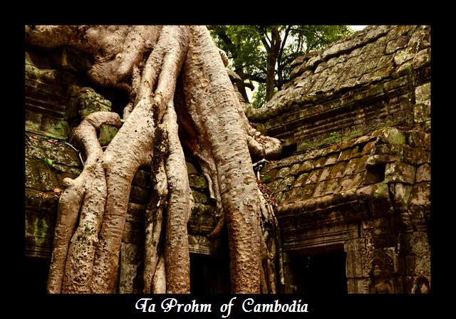 Ta Prohm  of  Cambodia 2