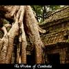 Ta Prohm  of  Cambodia 2