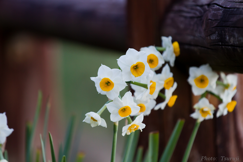 花の名は・・・