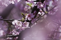 3.11～桜～