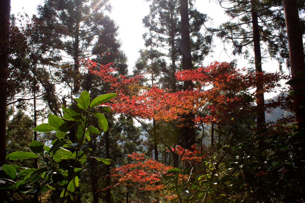 輝く紅葉