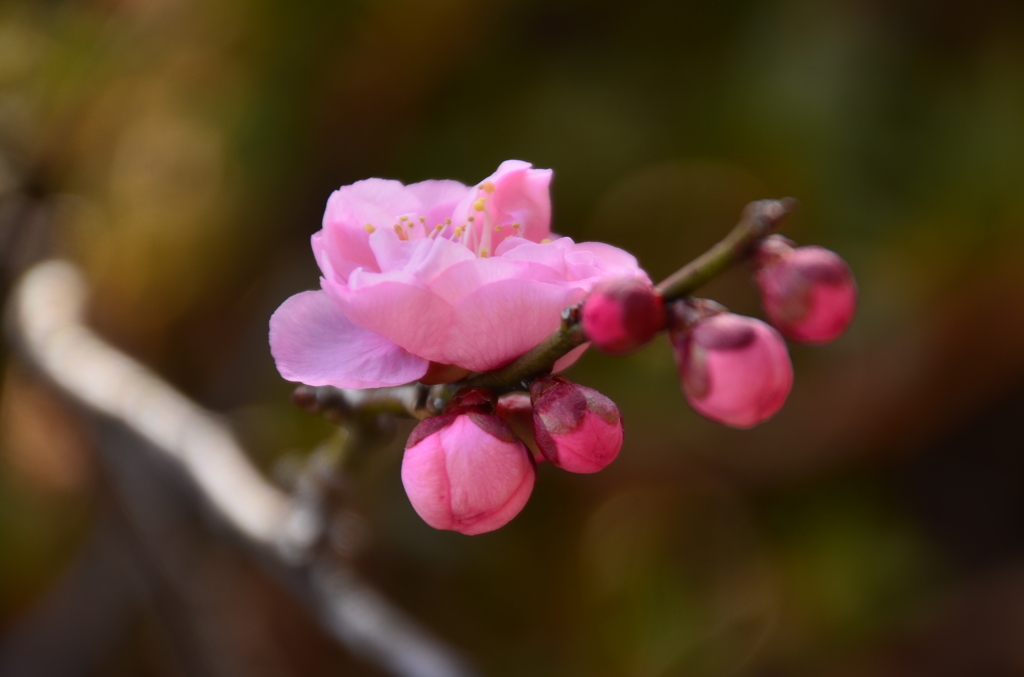 まだまだ蕾