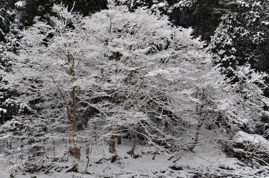 雪の華