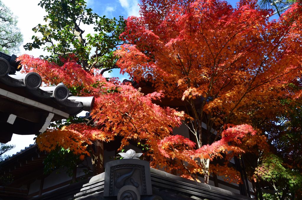 妙心寺退蔵院