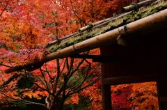 雨の厭離庵５