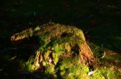 苔生す５